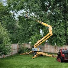 Best Tree Removal  in Paris, KY