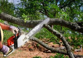 How Our Tree Care Process Works  in  Paris, KY