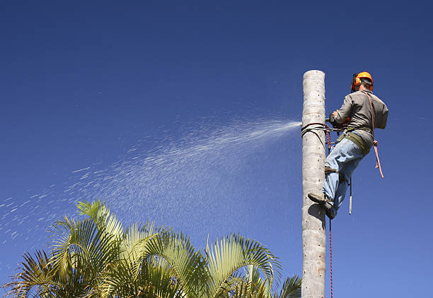 Best Root Management and Removal  in Paris, KY