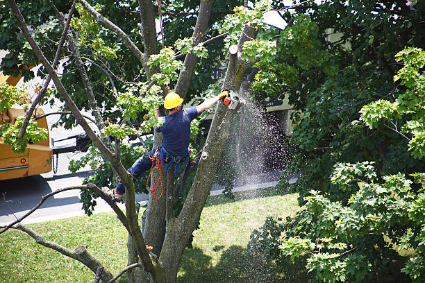 Best Hazardous Tree Removal  in Paris, KY